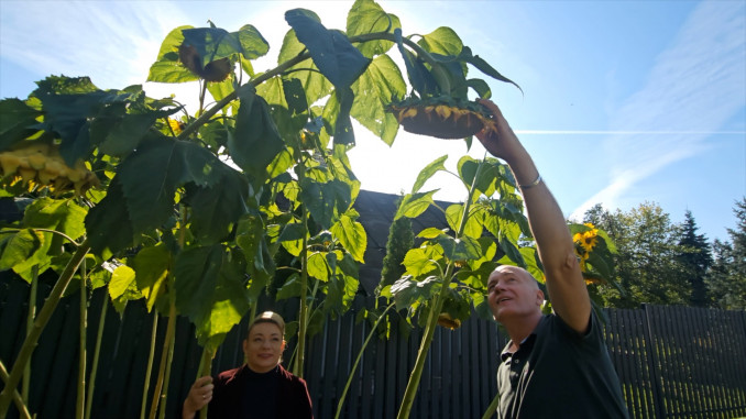 Rūta Lukoševičiūtė-Daudienė su Laimučiu Sėdžiumi jo namų kieme apžiūrinėja milžiniškas saulėgrąžas